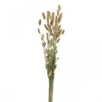 Lagurus tørkede, Lagurus tørkede blomster, Lagurus gress Naturlig L30–70 cm 45g