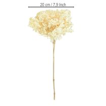 gjenstander Dekorativ hortensia kremfarget ekte blomst konservert Ø20cm 1 stk