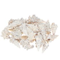 gjenstander Dekorative sneglehus svart og hvitt, skjell naturlig dekorasjon 1kg