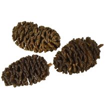 gjenstander Dekorative kongler av or, naturlige til dekorasjon, 3-4 cm, 200 g
