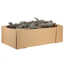 gjenstander Dekorative grener, gråmose, lavgrener, 30–60 cm, 1 kg