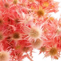 Tørket tistel deco gren Støvet rosa tørkede blomster 100g