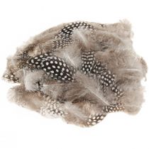 gjenstander Ekte perlehønsfjær dekorative fjær naturlige 4-12cm 100 stk.