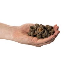 gjenstander Naturlige eikenøtthatter, dekorative skåler til høst og advent, 2 cm, 300 g