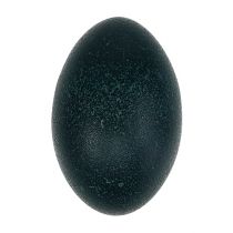 gjenstander Emu egg naturlig 12cm - 14cm 1p