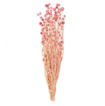 gjenstander Jordbærtistel dekorasjon gammelrosa tørkede blomster rosa 50cm 100g