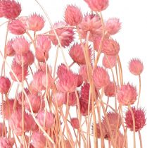 gjenstander Jordbærtistel dekorasjon gammelrosa tørkede blomster rosa 50cm 100g
