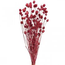 Tørkede blomster Rød Tørrtistel Jordbærtistelfarget 100g