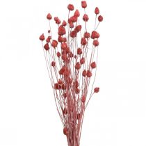 Tørkede blomster Tørket tistel Jordbærtistel Lys rosa 100g