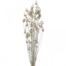 Tørkede blomster Hvit Tørket Tistel Jordbærtistel Farget 100g