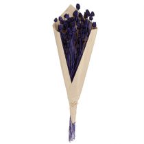 gjenstander Jordbærtistel Tørrtisteltistel dekorasjon Fiolett 44-58cm 100g