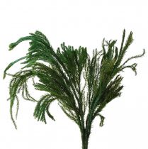 gjenstander Erika mose dekorativ mosegrønn naturlig dekorasjon tørket 20-35cm 400g