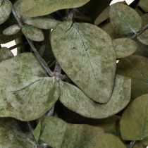 gjenstander Konserverte dekorative grener og blader av eukalyptus, rund tørket dekorasjon, grønn, 150 g