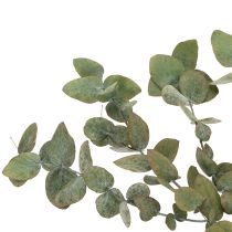 gjenstander Konserverte dekorative grener og blader av eukalyptus, rund tørket dekorasjon, grønn, 150 g