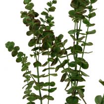 Eukalyptusgren grønn 130cm