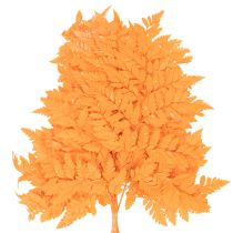 gjenstander Tørkede og konserverte bregneblader til blomsterdekorasjon og høstdekorasjon, 42 cm, 10 stk.