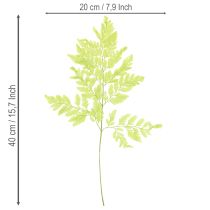 gjenstander Bregner: Bevart, høykvalitets naturmateriale for langvarige dekorasjonsprosjekter, 40 cm, 10 stk.