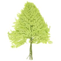 gjenstander Bregner: Bevart, høykvalitets naturmateriale for langvarige dekorasjonsprosjekter, 40 cm, 10 stk.