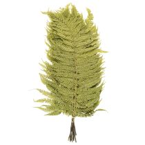 gjenstander Tørket og konservert bregne. Perfekt for naturlig hjemmedekorasjon. 80 cm