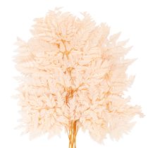 gjenstander Tørket bregnedekorasjon til vase 42 cm 10 stk