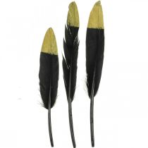 Dekorative fjær svarte, gull ekte fjær for håndverk 12-14cm 72p
