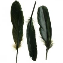 Deco fjær svarte fuglefjær for håndverk 14-17cm 20g