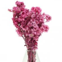 gjenstander Mini Halmblomst Rosa Tørket Blomst Steinblomst H20cm 15g