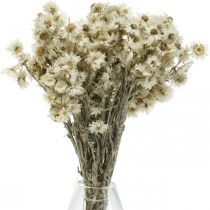 Mini Halmblomst Hvit Tørket Blomst Deco Steinblomst H20cm 15g