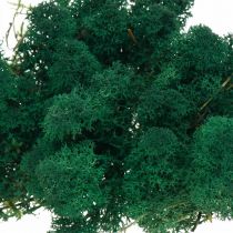 Dekorativ mosegrønn Islandsmose konserverer mose for håndverk 400g