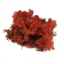 Dekorativ moserød Siena naturlig mose for håndverk, tørket, farget 500g