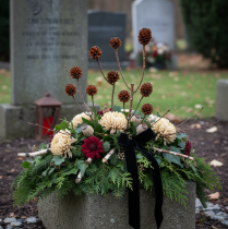 gjenstander Glabrum Leucospermum tørkede blomster 25-40 cm 25 stk