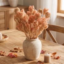 gjenstander Tørkede blomster dekorasjon fennikel laks L50cm Ø4-5cm 100g