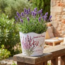 gjenstander Plantekar plast blomsterpotte sommer lavendel Ø16,5cm H13,5cm