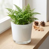 gjenstander Plantekasse i glass hvit Ø11,5cm H11cm