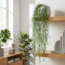 gjenstander Dekorative ranker, korallkaktus, kunstig Rhipsalis-henger Grønn L120cm