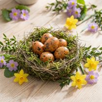 gjenstander Vaktelegg dekorasjon blåst egg appelsin aprikos 3cm 50 stk