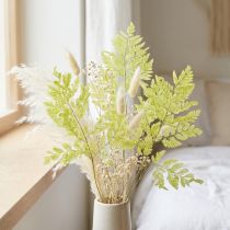gjenstander Bregner: Bevart, høykvalitets naturmateriale for langvarige dekorasjonsprosjekter, 40 cm, 10 stk.