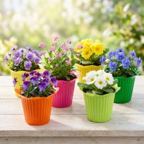 gjenstander Potteblomst i plast Ø6,5cm 25 stk