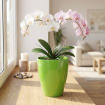 gjenstander Orkidepotte blank Ø12,5cm lime 1 stk