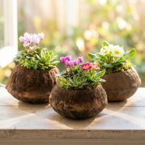 gjenstander Paradise Nut Plantepotte Naturlig Sapucaia Ø14cm H10cm 3 stk