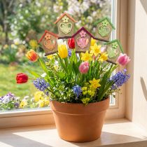 gjenstander Blomsterplugg vårhus sommerfuglblomst 8,5cm 12 stk