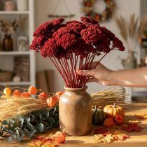 gjenstander Achillea 1 kg vinrød