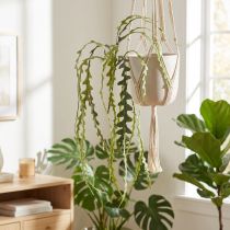 gjenstander Kunstsagblad Kaktus Epiphyllum anguliger L68cm 3 stk