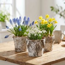 gjenstander Bjørkepotte liten plantekasse bjørk hvit Ø10cm H8,5cm 6 stk