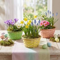 gjenstander Planteskål rund Ø20cm assorterte farger. 8 stk