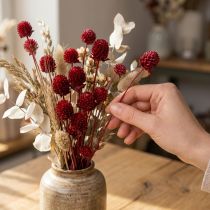 gjenstander Globe amaranth Gomphrena Globosa i mørkerød L45cm 100g