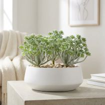 gjenstander Sukkulent Echeveria 17cm Grå 3 stk