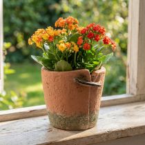 gjenstander Betong blomsterpotteplanter terrakottapotte Ø13cm H13cm