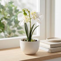 gjenstander Mini orkideer kunstige hvite orkideer i potte 15cm