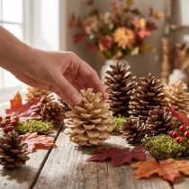 gjenstander Kongler Pinus Kongler krem blandet 5-18cm 25 stk
